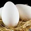 яйцо утиное, суточный молодняк в Кургане и Курганской области