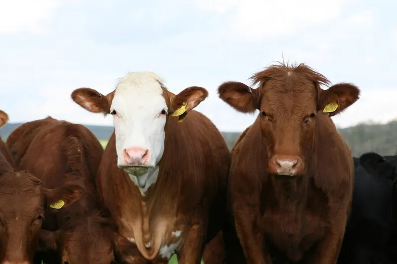 На роботизированной ферме в Курганской области за здоровьем коров следят «фитнес-браслеты» 