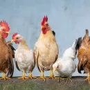 Россельхознадзор прогнозирует занос гриппа птиц на промышленные предприятия Курганской области
