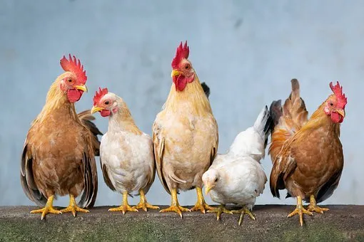 Россельхознадзор прогнозирует занос гриппа птиц на промышленные предприятия Курганской области