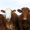 За год мясное стадо КРС в Курганской области выросло до 25 тысяч голов