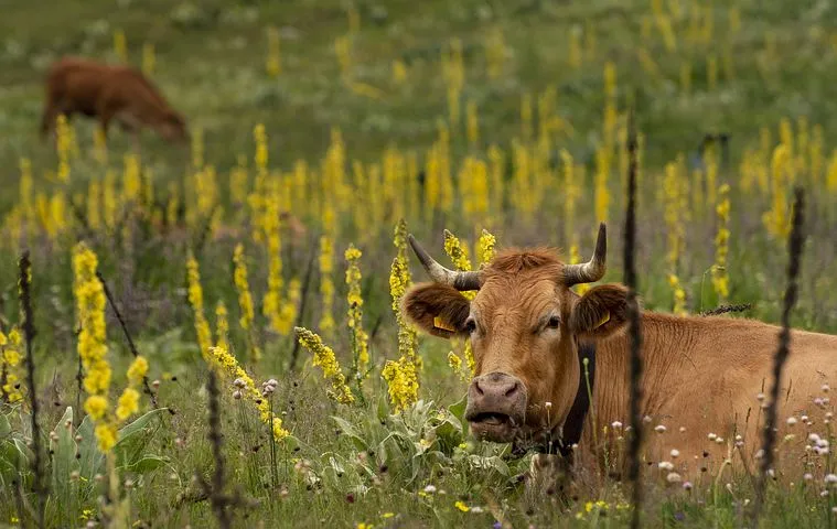 В Курганской области численность скота сократилась почти на 10 тыс. голов – Свердловскстат