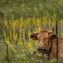 Вадим Шумков: Курганские власти ожидают 14% рост поголовья в мясном животноводстве