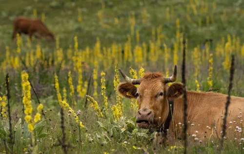 Вадим Шумков: Курганские власти ожидают 14% рост поголовья в мясном животноводстве 
