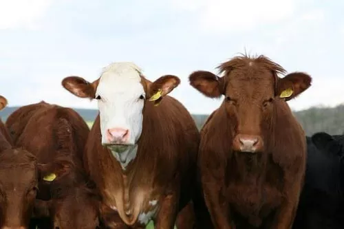 В Курганской области поголовье мясного скота увеличилось на 43,5%