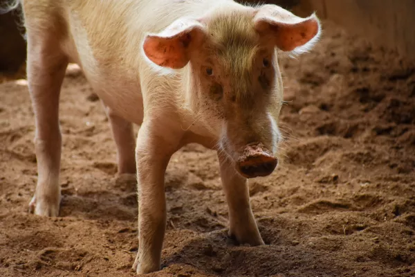 В Курганской области строится крупный свиноводческий комплекс 