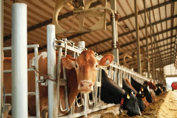 В Курганской области введена в эксплуатацию первая очередь мясной фермы