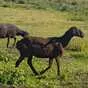 бараны и овцы эдильбаевской породы в Кургане и Курганской области 3