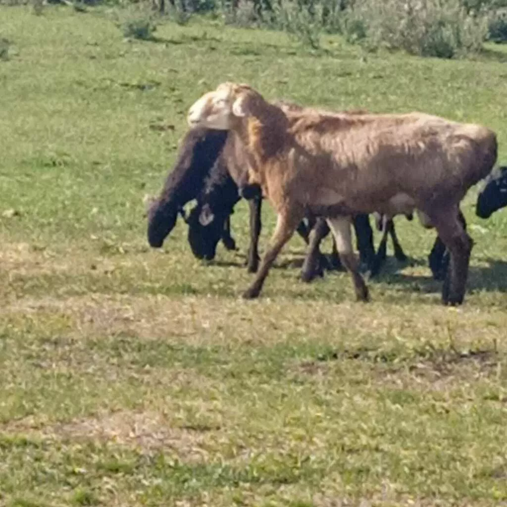 бараны и овцы эдильбаевской породы в Кургане и Курганской области 2