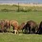 бараны и овцы эдильбаевской породы в Кургане и Курганской области