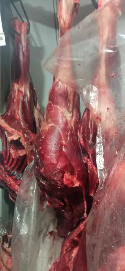 мясо лося и косули в Кургане и Курганской области 2